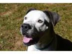 Adopt Foster a American Pit Bull Terrier  Mixed dog in Greensbor