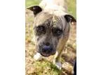 Adopt LeMond a Staffordshire Bull Terrier Basset Hound