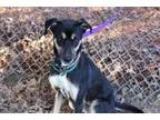 Adopt Elrica a German Shepherd Dog