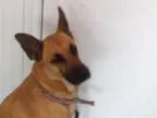 Adopt cassy a German Shepherd Dog