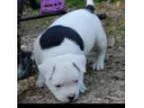 american bully puppy for sale