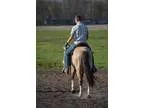 Handsome Buckskin APHA Gelding Breeders Trust