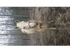 AQHA Rodeo Smoke Bob