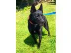 Adopt Porky a Black Schipperke  Cattle Dog  Mixed dog in Mission
