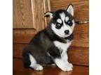 Cute Huskies Puppies ready to go