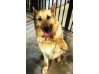 Adopt Chewy a German Shepherd Dog