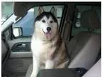 Adopt Hoku a Siberian Husky