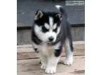 He is current on vaccinations and deworm