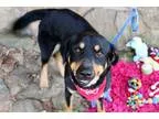 Adopt Ari a Black - with Brown Red Golden Orange or Chestnut Hou