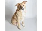 Adopt Polar a Labrador Retriever Golden Retriever