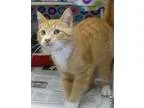 Adopt Rusty a Orange or Red (Mostly) Domestic Shorthair  Mixed (