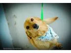 Adopt Drex a RedGoldenOrangeCh estnut Corgi  Mixed dog in Muldro