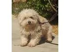 Adopt Callie a Turkish Van