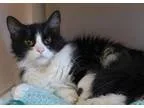 Adopt Pumba a GraySilverSalt and Pepper - with White Husky  Grea