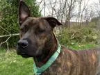 Adopt Cleo a American Staffordshire Terrier