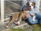 Adopt Onyx a Boxer