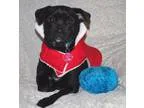 Adopt Kira a Jack Russell Terrier Jack Russell Terrier (Parson R