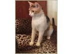 Adopt sunshine a Calico or Dilute Calico Calico (short coat) cat