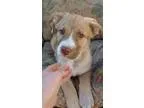 Adopt Jonah a Siberian Husky  Mixed dog in Uxbridge MA (15298903