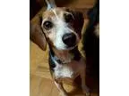 Adopt Clementine a Beagle