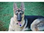 Adopt Stetson a Black - with Tan Yellow or Fawn German Shepherd 