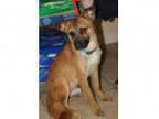 Adopt Foxy a Golden Retriever Shepherd