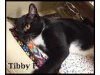 Adopt Tibby a Tuxedo