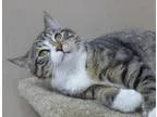 Adopt Cricket a Gray or Blue (Mostly) Domestic Shorthair  Mixed 