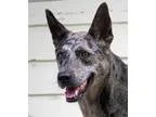 Adopt Kyra a GrayBlueSilverSal t and Pepper Catahoula Leopard Do