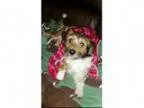 Adopt Buster a Jack Russell Terrier Mixed dog in Royse City TX