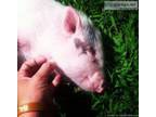Mini Pot Belly Pig Free to a Good Home