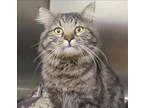 Adopt Fergus a Domestic Longhair  Mixed cat in Escondido CA (152