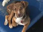 Adopt Rainbow - PENDING a Black - with White Hound (Unknown Type