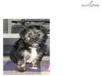 Ina Cute Yorkie Puppy for Sale Queens NY