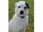 Adopt Delilah a Jack Russell Terrier Terrier