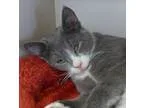 Adopt Quincy a Gray or Blue (Mostly) Domestic Shorthair  Mixed (