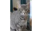 Adopt Ralphie a Gray or Blue (Mostly) Domestic Shorthair  Mixed 