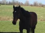 Thoroughbred for sale