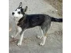 Adopt PANDORA a Siberian Husky