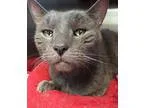 Adopt Graylin a American Shorthair
