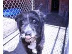 Adopt Kate a Black - with Gray or Silver Australian Shepherd  Gl