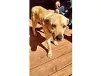Adopt Magee a TanYellowFawn Labrador Retriever  Mixed dog in Uxb