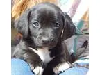 Adopt Angus (4 lb) a Black - with White Dachshund  Terrier (Unkn