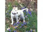 Adopt River a Australian Shepherd Husky