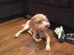 Adopt Angel a RedGoldenOrangeCh estnut Poodle (Miniature)  Mixed