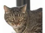 Adopt Spike a Domestic Short Hair Tabby