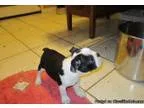 Boston Terrier for sale.
