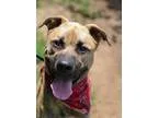 Adopt Frankie a German Shepherd Dog