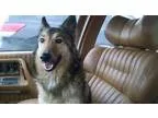 Adopt Sasha a German Shepherd Dog
