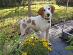 Adopt Rory a White - with Tan Yellow or Fawn Hound (Unknown Type